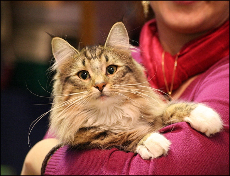 Titran's Mathilde 1.jpg - Titran's Mathilde